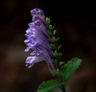 Heirloom Scutellaria Flower Seeds – Non-GMO, High Germination Organic Garden Seeds