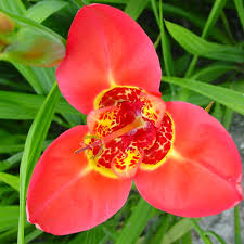 Red Tigridia Pavonia Flower Seeds for Planting – Heirloom Non-GMO, High Germination Organic Garden Seeds