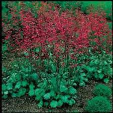 Bressingham Flower Seeds for Planting – Heirloom, Non-GMO, High Germination Organic Garden Seeds