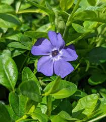 Vinca Minor Flower Seeds for Planting - Heirloom, Non-GMO, High Germination Organic Garden Seeds