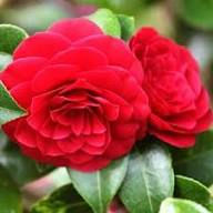 Camellia Burgundy Flower seeds for Planting - Pollinator Friendly, Heirloom, Non-GMO, High Germination