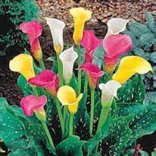 Mixed Calla Lily Flower Seeds – Non-GMO, Premium Garden Bulb Seeds for Planting