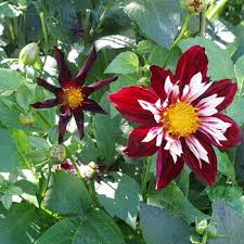 Night Butterfly Dahlia Flower Seeds for Planting | Heirloom Non-GMO Organic Garden Seeds