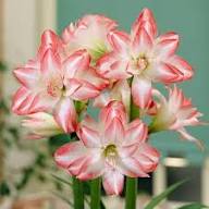 White Orange Amaryllis Flower Seeds for Planting – Heirloom, Non-GMO, High Germination Organic Garden Seeds