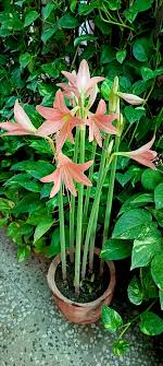 Light Orange Amaryllis Barbados Flower Seeds for Planting – Heirloom, Non-GMO, High Germination Seeds