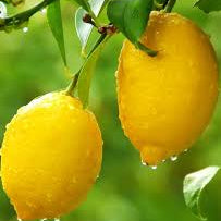 Exotic Baboon Lemon Fruit Seeds for Planting - Heirloom & Non-GMO Garden Seeds