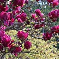 Tulip Tree Flower Seeds for Planting – Premium Heirloom Non-GMO, High Germination Organic Garden Seeds