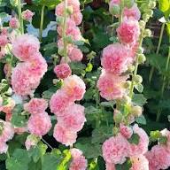 Pale Pink Hollyhock Flower Seeds for Planting – Heirloom Non-GMO High Germination Organic Garden Seeds