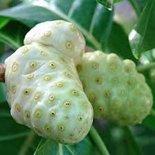 Noni Fruit Seeds for Planting – Heirloom, Non-GMO Herbal Seeds for Immune-Boosting Trees