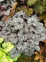 White Coral Bells Flower Seeds for Planting – Heirloom Non-GMO High Germination Organic Garden Seeds