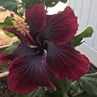 Purple Maroon Hibiscus Flower Seeds for Planting | Heirloom Non-GMO Organic Garden Seeds, Colorful Display, High Germination