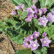 Mandrake Flower Seeds for Planting Heirloom Non-GMO High Germination Organic Garden Seeds