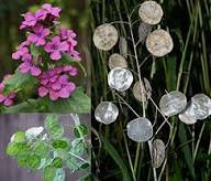 Lunaria Money Flower Seeds for Planting – Heirloom, Non-GMO, High Germination Organic Garden Seeds