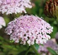 Pink Lace Flower Seeds for Planting – Heirloom, Non-GMO, High Germination Organic Garden Seeds