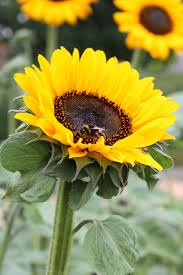 Sunflower Flower Seeds for Planting – Heirloom Non-GMO Seeds for Home Garden, High Germination