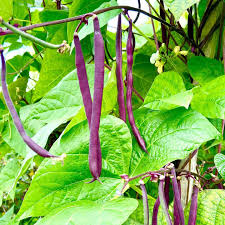 Purple Bush Bean Seeds for Planting – Heirloom Non-GMO Colorful Vegetable Seeds with High Germination for Organic Gardens