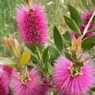 Pink Bottle Brush Flower Seeds for Planting – Heirloom Non-GMO High Germination Organic Garden Seeds