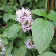 Pink United Mint Herb Seeds for Planting – Heirloom & Non-GMO Seeds for Fragrant, Unique Garden Herb