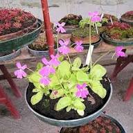 Butterwort Carnivorous Flower Seeds for Planting – Heirloom, Non-GMO, High Germination Garden Seeds