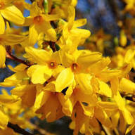 Yellow Forsythia Flower Seeds for Planting – Heirloom, Non-GMO, High Germination Organic Garden Seeds