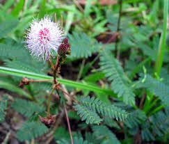 Mixed Mimosa Pudica Flower Seeds for Planting | Heirloom Non-GMO High Germination Organic Garden Seeds