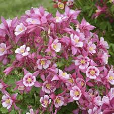 Light Pink Aquilegia Flower Seeds for Planting – Heirloom, Non-GMO, High Germination