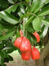 Ackee Fruit Seeds for Garden Planting – Heirloom Non-GMO High Germination Organic Garden Seeds