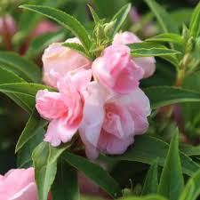 Light Pink Balsam Camellia Flower Seeds for Planting - Heirloom, Non-GMO Organic Garden Seeds for Home Garden
