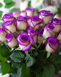 White Purple Rose Flower Seeds for Planting – Premium Quality, Heirloom, Non-GMO, High Germination Organic Garden Seeds