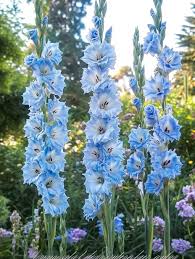 Light Sky Blue Gladiolus Flower Seeds for Planting – Heirloom, Non-GMO, High Germination