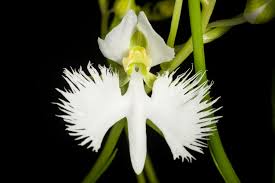 White Egret Orchids Flower Seeds for Planting – Heirloom, Non-GMO, High Germination, Garden Favorite