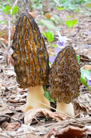 Morchella Conica Mushroom Seeds for Planting – Heirloom Non-GMO Organic Garden Spores – Gourmet Fungi for Culinary Gardens
