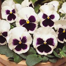 Purple White Pansy Flower Seeds for Planting – Heirloom, Non-GMO, High Germination Organic Garden Seeds
