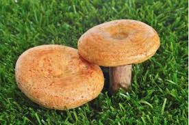 Milkcap Mushroom flower seeds for planting - Heirloom & Non-GMO Garden Seeds