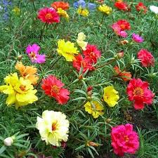 Heirloom Portulaca Grandiflora Flower Seeds – Non-GMO Wildflower Mix Organic Garden Seeds for Planting
