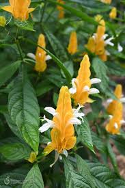 Deep Blue Pachystachys Lutea Seeds for Planting – Organic, Heirloom, Non-GMO, High Germination SeedsGarden, 100pcs