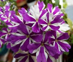 White Purple Pelargonium Flower Seeds for Planting – Heirloom, Non-GMO, Easy to Grow, High Germination Seeds