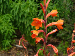 Bugle Lily Watsonia Pillansii Flower Seeds – Heirloom Non-GMO for Garden Planting
