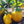 Yellow Eggplant Seeds for Planting – Heirloom & Non-GMO Vegetable Seeds for Rare and Vibrant Harvests