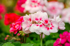 White Pink Pelargonium Flower Seeds for Planting – Heirloom, Non-GMO, High Germination Organic Garden Seeds