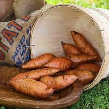 Sweet Potato Seeds for Planting – Brown Heirloom, Non-GMO, High Germination Organic Garden Tubers for Nutritious Yields