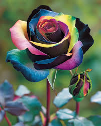 Dark Pale Pink Rainbow Rose Flower Seeds for Planting – Heirloom, Non-GMO, High Germination Garden Seeds