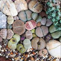 Living Stone Sempervivum Flower Seeds for Planting, Heirloom Non-GMO, High Germination