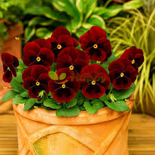 Dark Red Pansy Flower Seeds for Planting – Heirloom Non-GMO High Germination Organic Garden Seeds