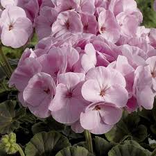Soft Pink Geranium Flower Seeds for Planting Heirloom Non-GMO High Germination Organic Garden Seeds