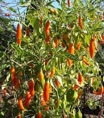 Aji Amarillo flower seeds for planting - Heirloom & Non-GMO Garden Seeds
