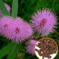 Acacia Baileyana Flower Seeds for Planting – Heirloom, Non-GMO, High Germination Organic Garden Seeds