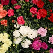Mixed Dianthus Caryophyllus Flower Seeds for Planting  Heirloom, Non-GMO, High Germination