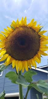 Sunzilla SunFlower Seeds for Planting – Heirloom, Non-GMO, High Germination Garden Favorite