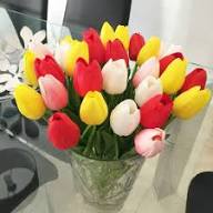 Yellow & Pink F Tulip Flower Seeds for Planting – Heirloom, Non-GMO, High Germination Organic Garden Seeds